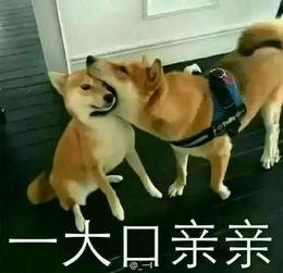 二狗爆料秋莎视频,秋莎视频内容大揭秘 第2张 二狗爆料秋莎视频,秋莎视频内容大揭秘 第2张